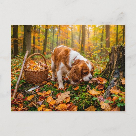 Carte Postale Recherche de champignons par un épagneul dans une (Devant)