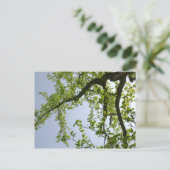 Carte Postale Recherche de l'arbre du peuplier de printemps (Debout devant)