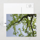 Carte Postale Recherche de l'arbre du peuplier de printemps (Devant / Derrière)