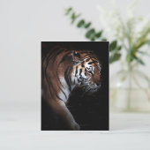 Carte Postale Recherche de tigres (Debout devant)