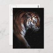 Carte Postale Recherche de tigres (Devant / Derrière)