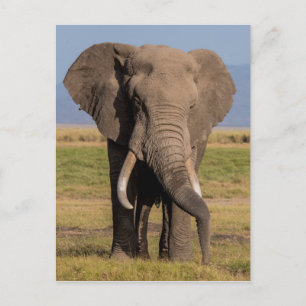 Carte Postale Recherche des éléphants