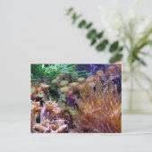 Carte Postale récif corail (Debout devant)