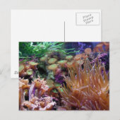 Carte Postale récif corail (Devant / Derrière)