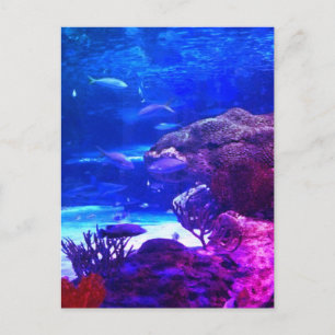 Carte Postale récif corallien personnalisé