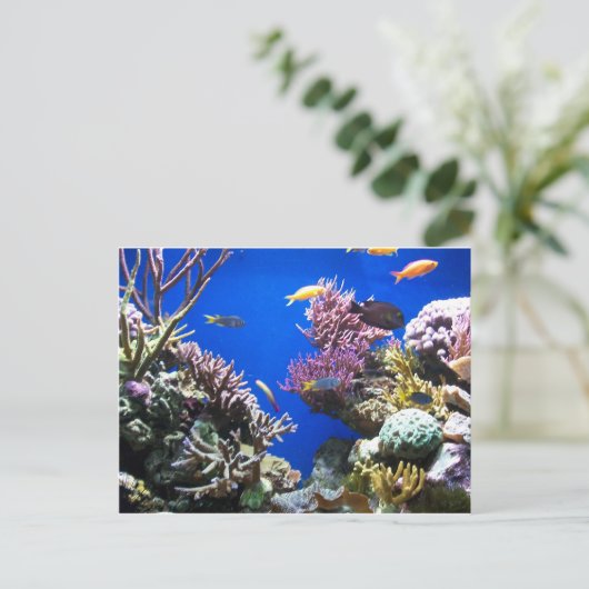 Carte Postale Récif tropical (Debout devant)