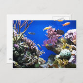 Carte Postale Récif tropical (Devant / Derrière)