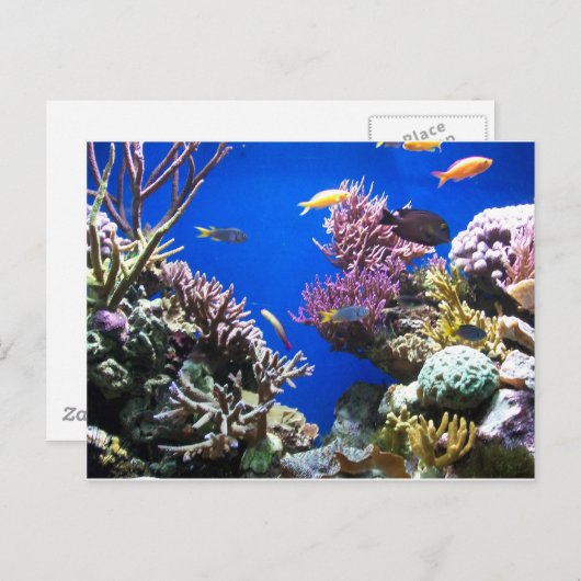 Carte Postale Récif tropical (Devant / Derrière)