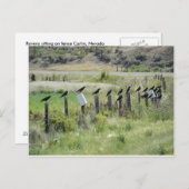 Carte Postale récifs assis à la clôture (Devant / Derrière)