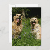 Carte Postale Récipiendaires en or en herbe (Devant / Derrière)