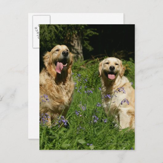 Carte Postale Récipiendaires en or en herbe (Devant / Derrière)