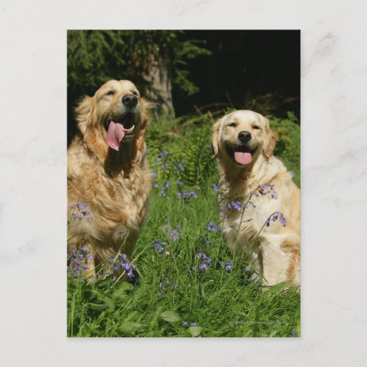 Carte Postale Récipiendaires en or en herbe (Devant)
