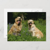 Carte Postale Récipiendaires en or en herbe (Devant / Derrière)