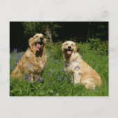 Carte Postale Récipiendaires en or en herbe (Devant)