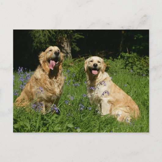 Carte Postale Récipiendaires en or en herbe (Devant)