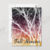 Carte Postale récolte d'automne : arbre fantôme (Devant / Derrière)