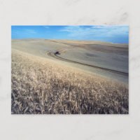 Récolte de blé sur le terrain