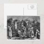 Carte Postale Récolte de café (Devant / Derrière)