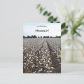 Carte Postale Récolte de coton Missouri (Debout devant)