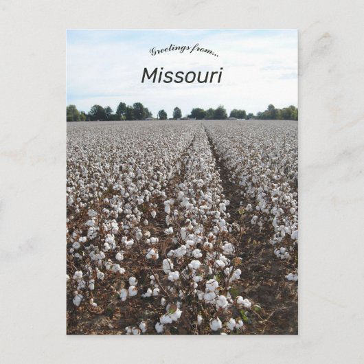 Carte Postale Récolte de coton Missouri (Devant)