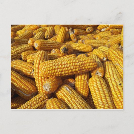 Carte Postale Récolte de maïs (Devant)