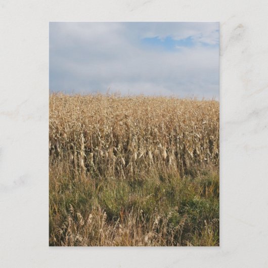 Carte Postale Récolte de maïs d'automne (Devant)