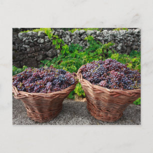 Carte Postale Récolte de raisins
