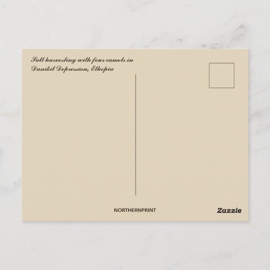 Carte Postale Récolte de sel avec quatre chameaux en Éthiopie (Dos)