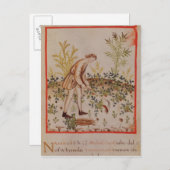 Carte Postale Récolte de snips de 'Tacuinum Sanitatis' (Devant / Derrière)