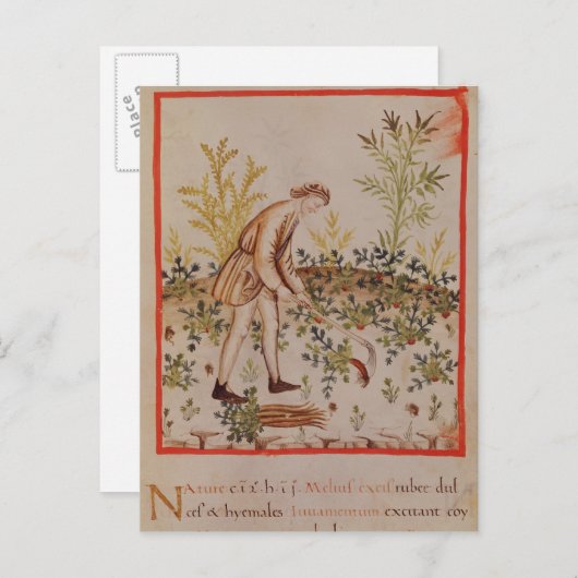 Carte Postale Récolte de snips de 'Tacuinum Sanitatis' (Devant / Derrière)