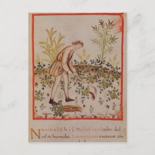 Carte Postale Récolte de snips de 'Tacuinum Sanitatis'