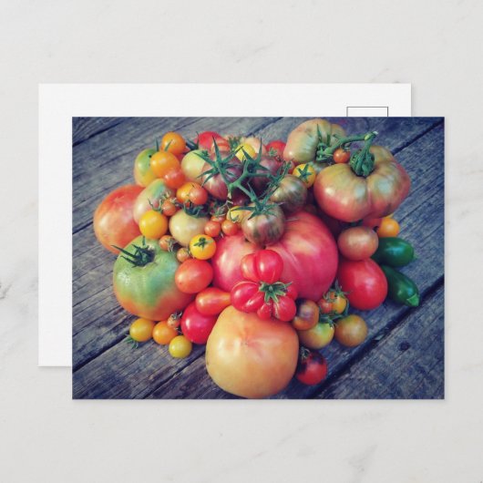 Carte Postale Récolte de tomates (Devant / Derrière)