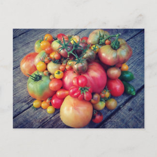Carte Postale Récolte de tomates