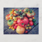 Carte Postale Récolte de tomates (Devant)