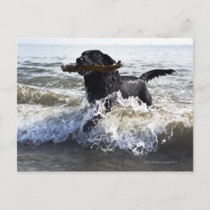 Carte Postale Récupérateur Black Labrador traversant le surf