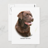 Carte Postale Récupérateur de chocolat Labrador (Devant / Derrière)