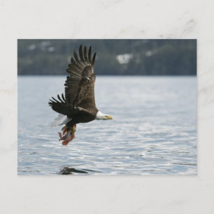 Carte Postale Récupération du poisson d'aigle à tête blanche