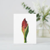 Carte postale Red Amaryllis (Debout devant)