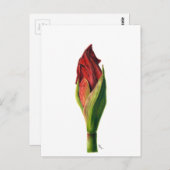 Carte postale Red Amaryllis (Devant / Derrière)