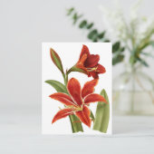 Carte Postale Red Amaryllis Botanical Print (Debout devant)