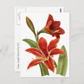 Carte Postale Red Amaryllis Botanical Print (Devant / Derrière)