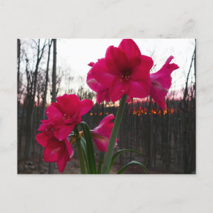 Carte Postale Red Amaryllis et le lever du soleil d'hiver