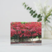 Carte postale Red Autumn Trees (Debout devant)