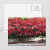 Carte postale Red Autumn Trees (Devant / Derrière)