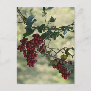 Carte postale Red Berries