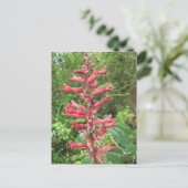 Carte postale Red Buckeye (Debout devant)