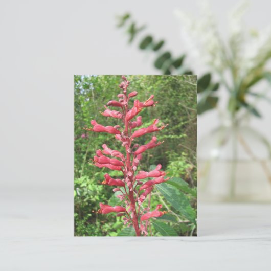 Carte postale Red Buckeye (Debout devant)