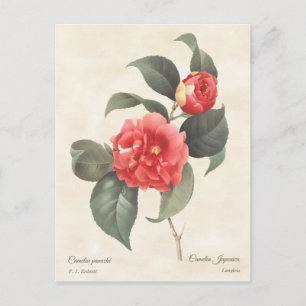 Carte Postale Red Camellia Japonica Vintage Botanique