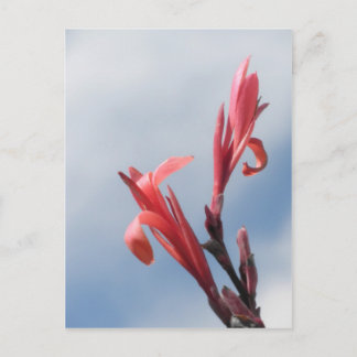 Carte Postale Red Cannas Canna Lilies Flower Photo