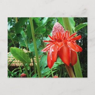 Carte Postale Red Carribean Rose Exotic Flower